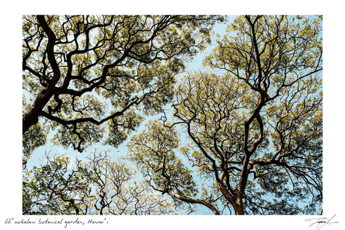 Her Light — original photography print